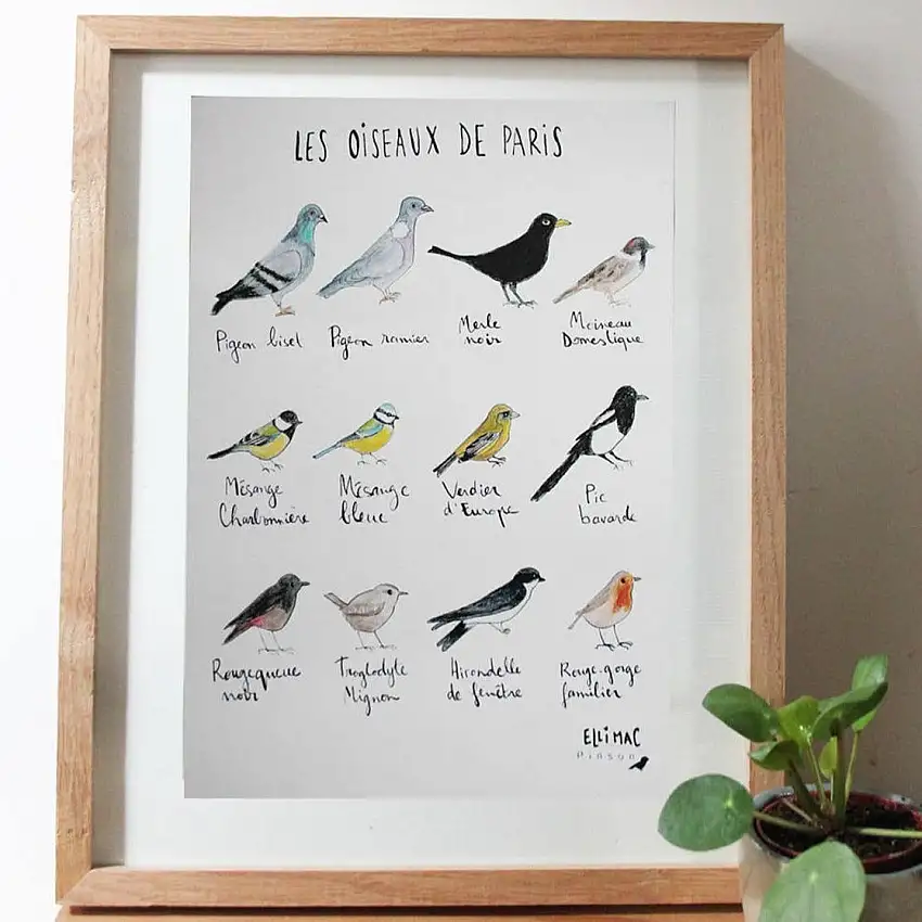 GrandecarteA5OiseauxdeParis-EllimacPinson-1