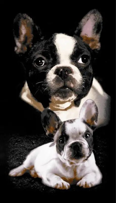 drap-de-plage-100x180-bouledogue-1