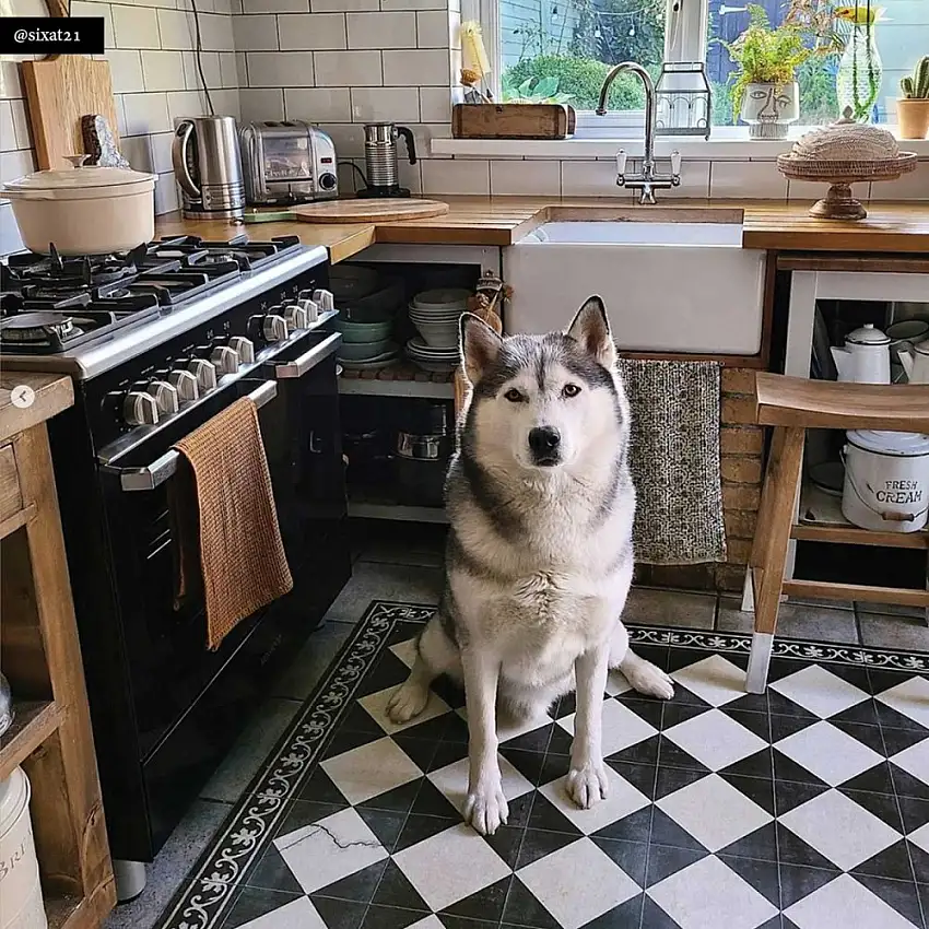 tapis-beija-flor-vinyle-gambit-chess-finition-antique-1